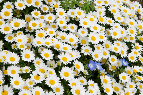 The name of these flowers is 