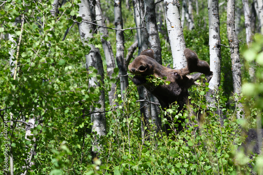 Moose in velvet eating browsing on trembling aspen leaves