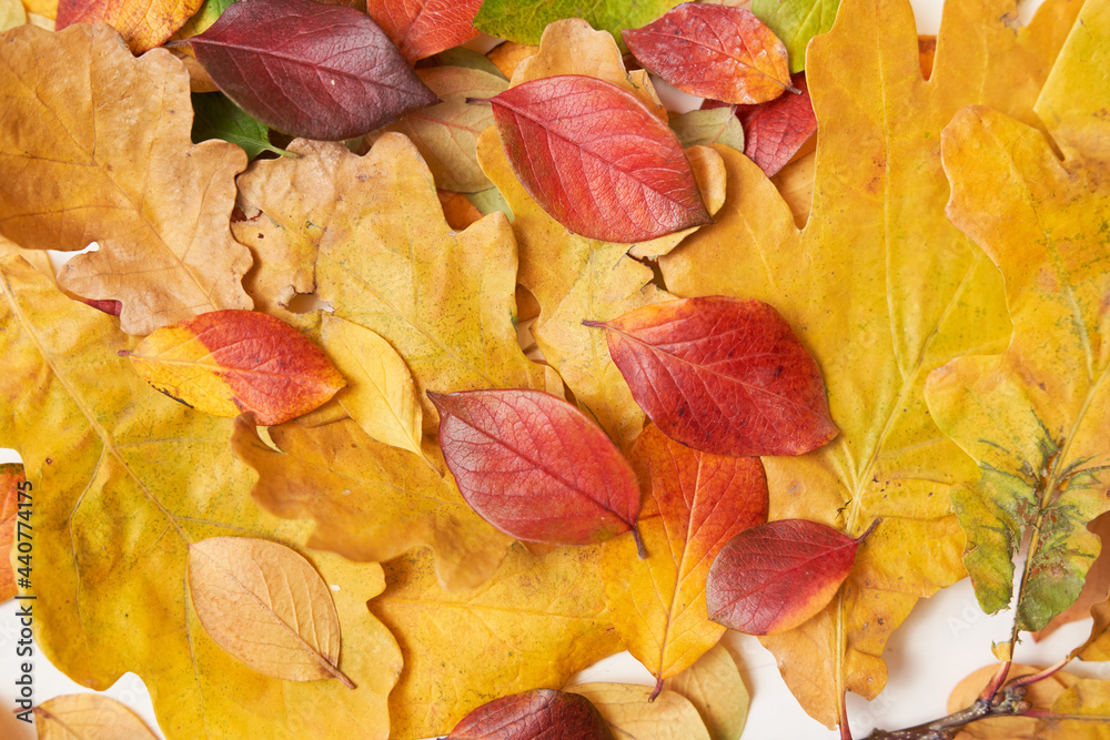 Obraz premium Colorful leaves of autumn trees on the ground, green, yellow, red. High quality photo