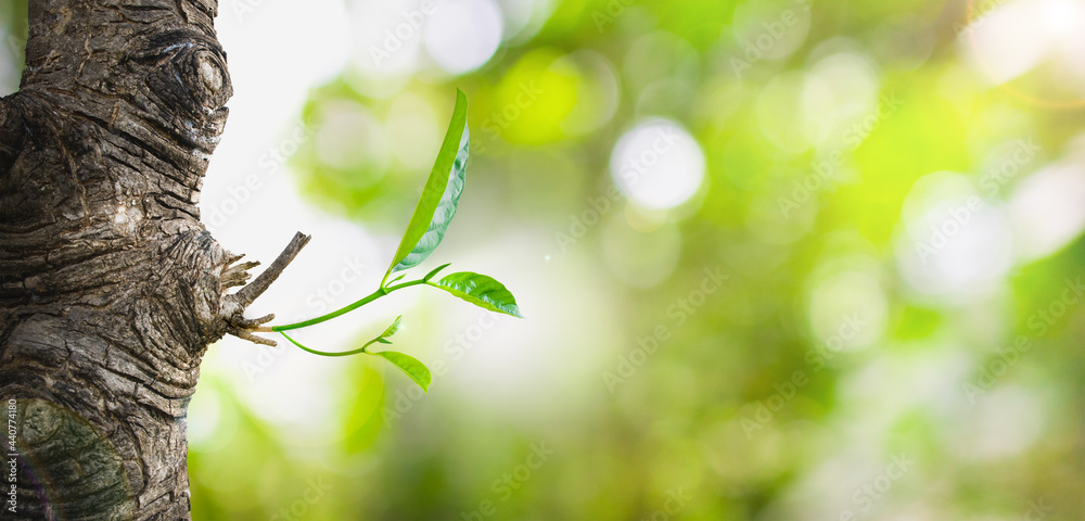 Fototapeta premium Young leaves are growing out of the plant. environmental concept