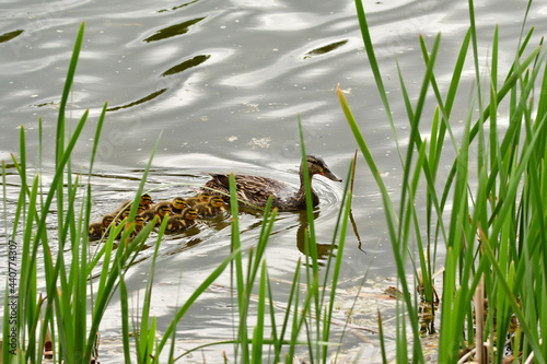 family of mallard ducks paddling on edge of lake