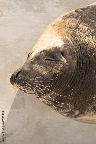 seal portrait with relax leisure face