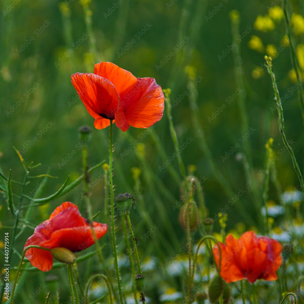 Naklejka premium Red poppy
