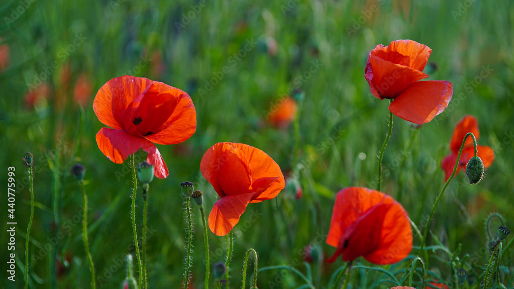 Obraz premium Red poppy