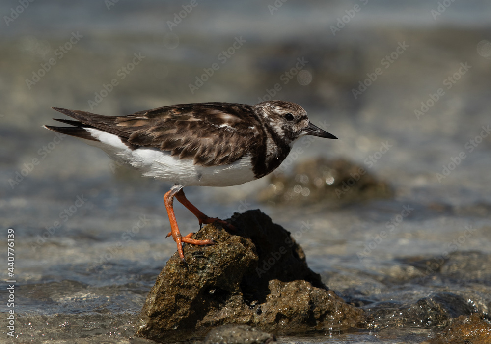 Ruddy Turnstone perched on rock at Busaiteen coast, Bahrain