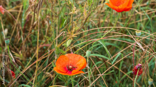 Poppies in a field of wheat 