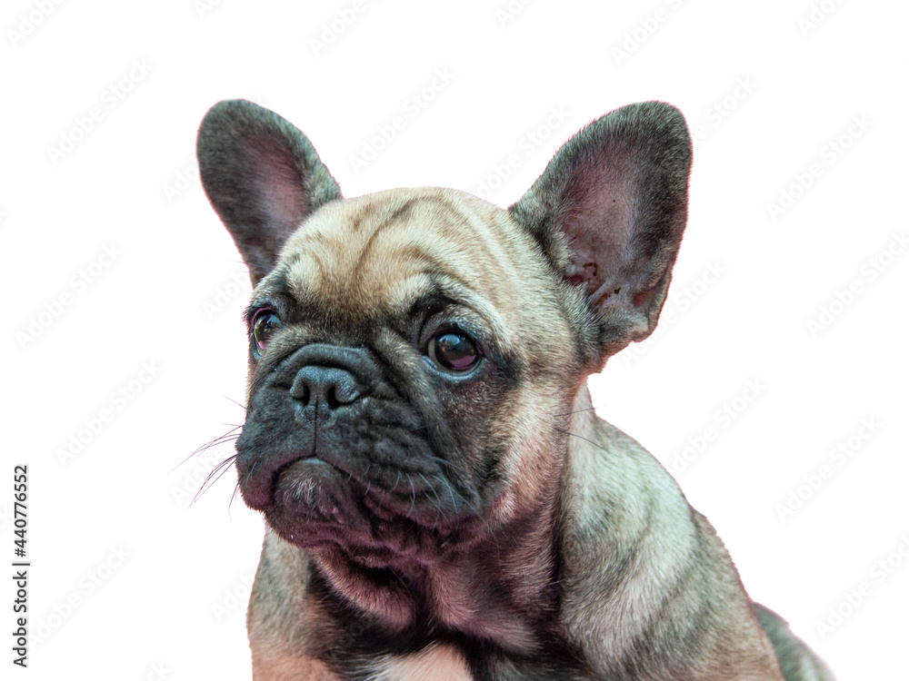 Funny small french bulldog puppy portrait isolated on the white background
