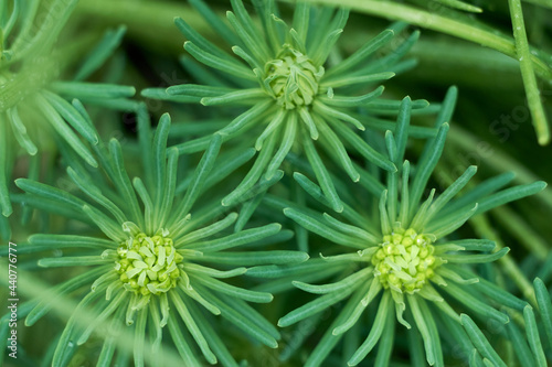 Green background with sedum plants having unopened green buds