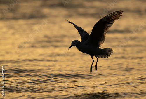 Silhouette of a Sender-billed seagull at Tubli bay, Bahrain © Dr Ajay Kumar Singh