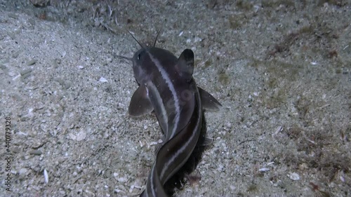 
Striped Eel Catfish (Plotosus lineatus) Hunting at Night - Close Up - Philippines photo