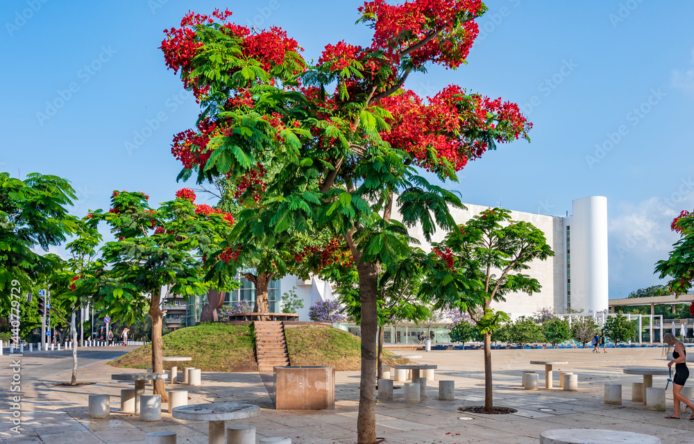 Red flowers  Royal Poinciana tree at Habima square in Tel Aviv, Israel.