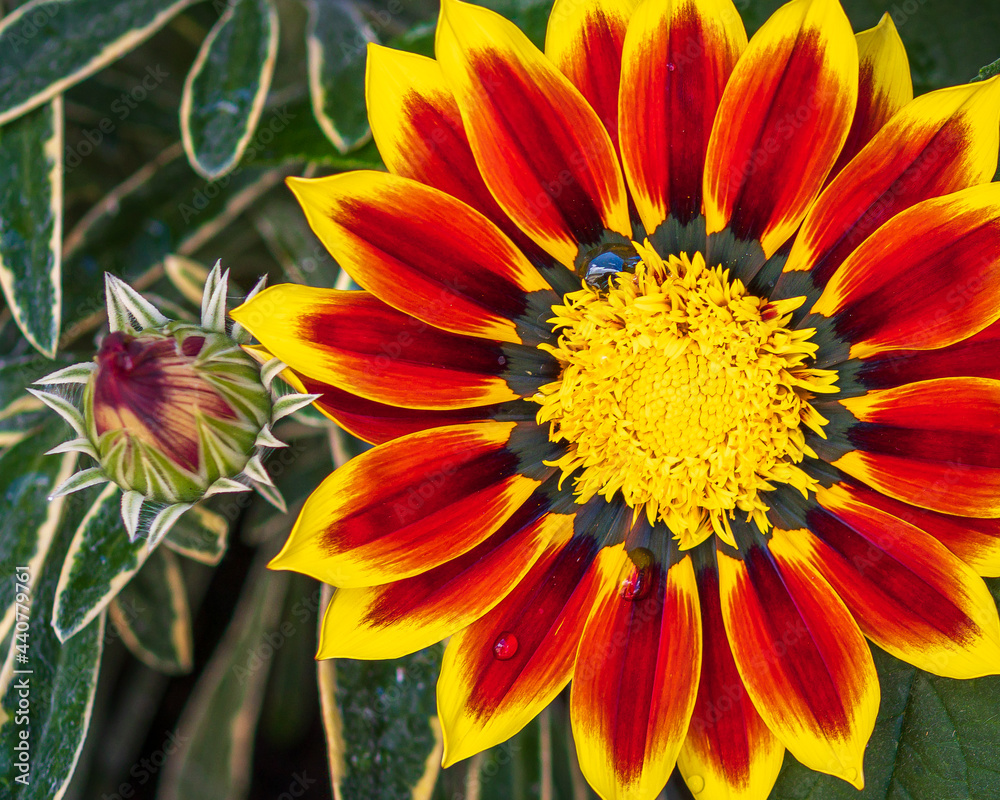 yellow and red flower yellow and red flower