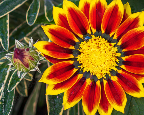 yellow and red flower