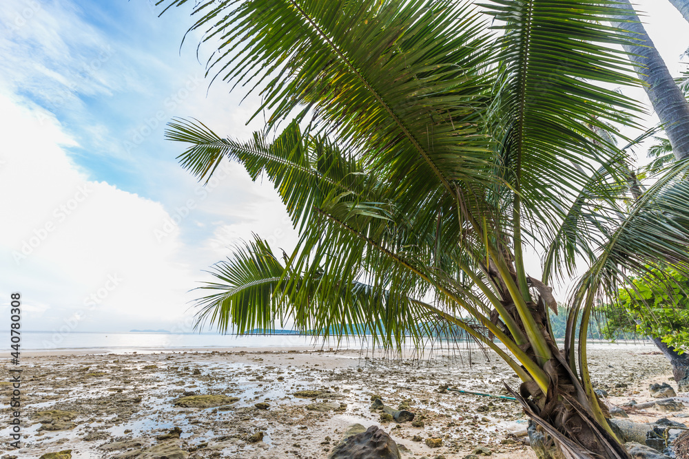 Obraz premium Tropical coconut palm tree on sea beach against blue sky