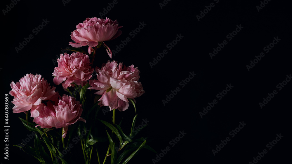 panoramic floral banner. beautiful bouquet of pink peonies on a black background with place for text. minimalistic composition in a dark key. flat lay, moody floral, copy space