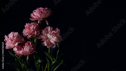 panoramic floral banner. beautiful bouquet of pink peonies on a black background with place for text. minimalistic composition in a dark key. flat lay, moody floral, copy space