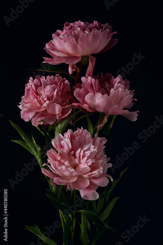 beautiful bouquet of pink peonies on a black background. vertical flower arrangement in a dark key. flat lay, moody floral