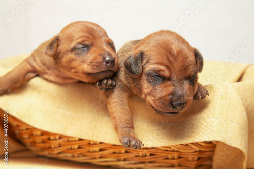 Two puppies from the same brood are lying in a wicker basket.