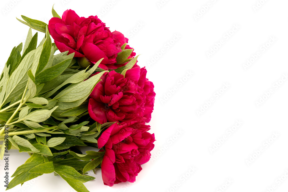 Peony flower closeup isolated on white background Peony flower closeup isolated on white background