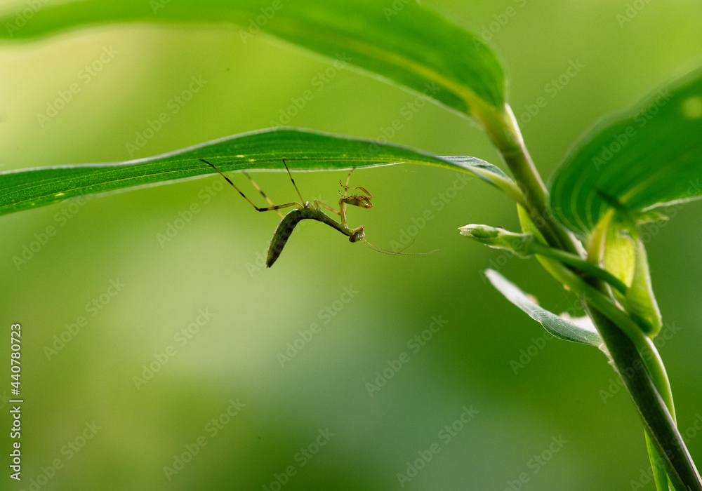 Naklejka premium 笹の葉の裏で獲物が来るのを待つハラビロカマキリの若齢幼虫1