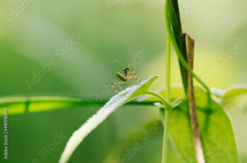 サオトメバナの葉の上に移動してきたハラビロカマキリの若齢幼虫1 © Hirose Toshiyuki