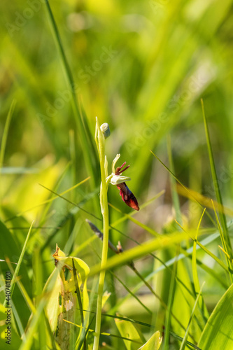Fly orchid flower in a meadow