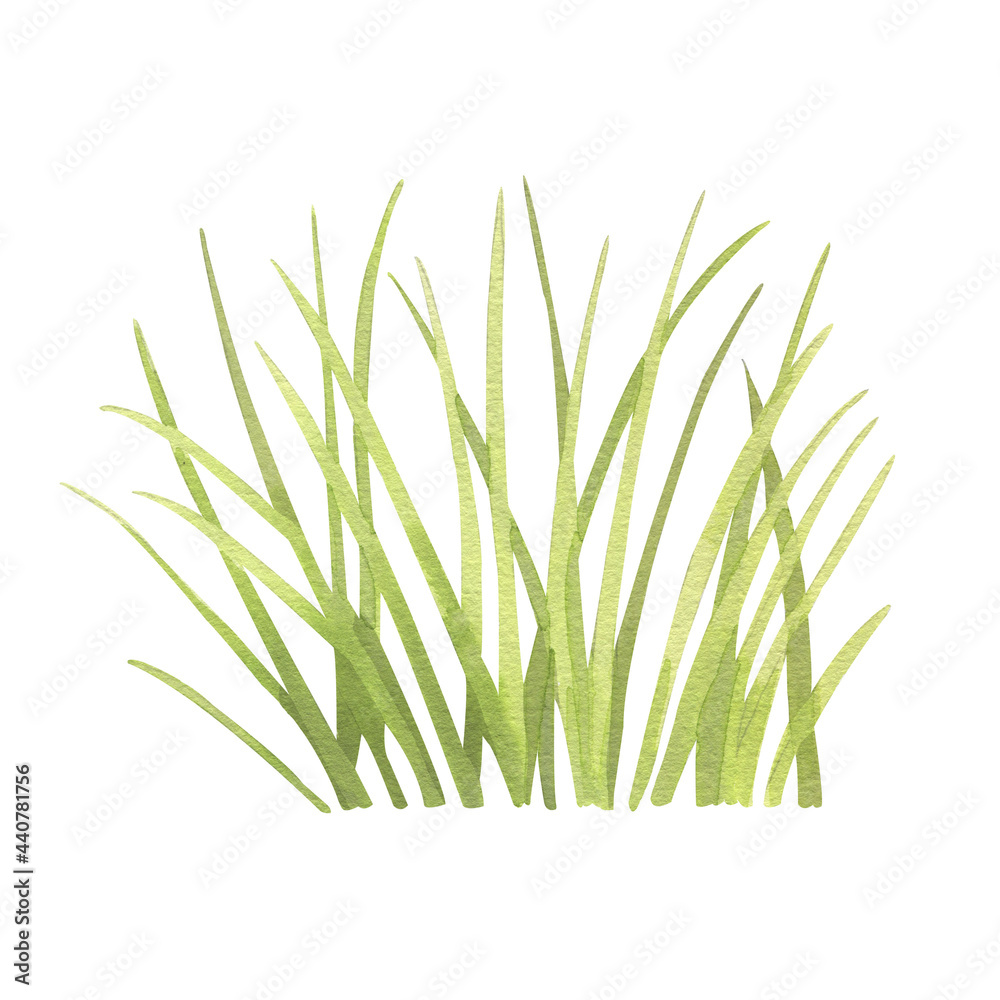 watercolour detailed grass. clipart, postcard, a poster for a children's room, or a print for a fabric watercolour detailed grass. clipart, postcard, a poster for a children's room, or a print for a fabric
