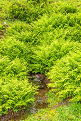 Fern shrubbery and a small creek