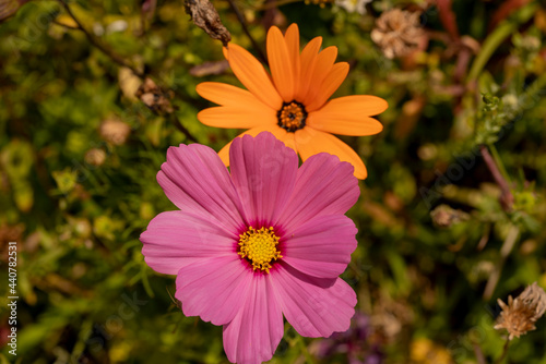 Pink and Orange Flowers in Spring photo