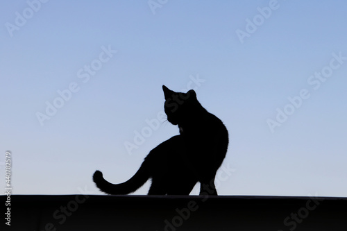 The cat on the roof