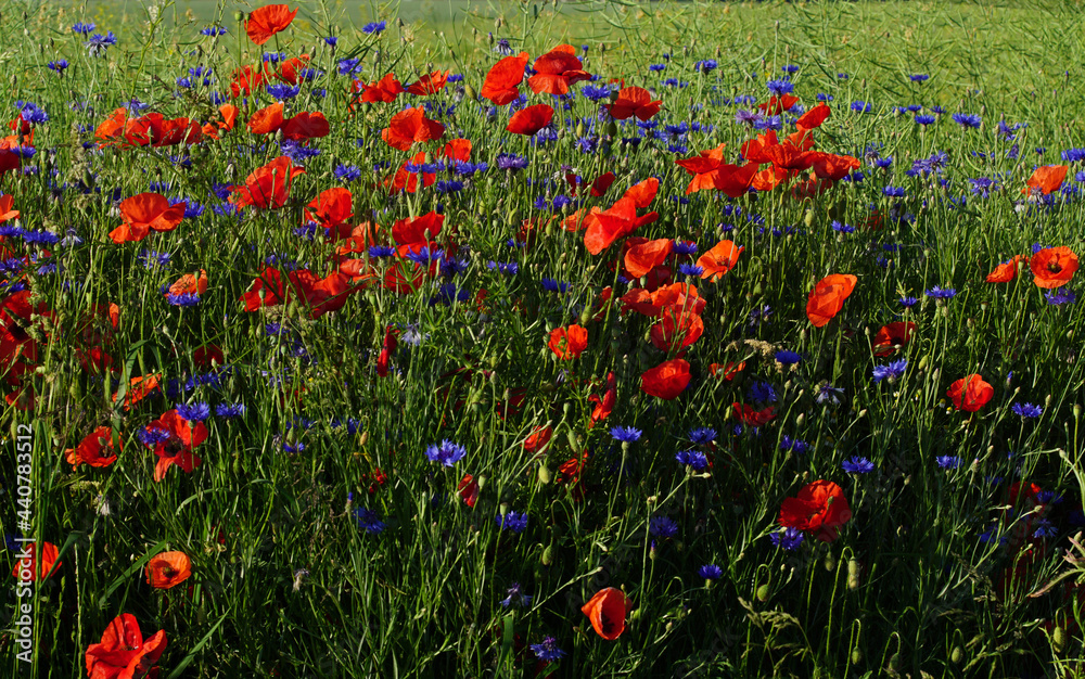 Fototapeta premium The red poppy