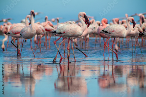Wild african birds. Group birds of pink flamingos  walking around the blue lagoon on a sunny day © Yuliia Lakeienko