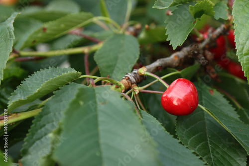Ripe cherries on a branch. photo