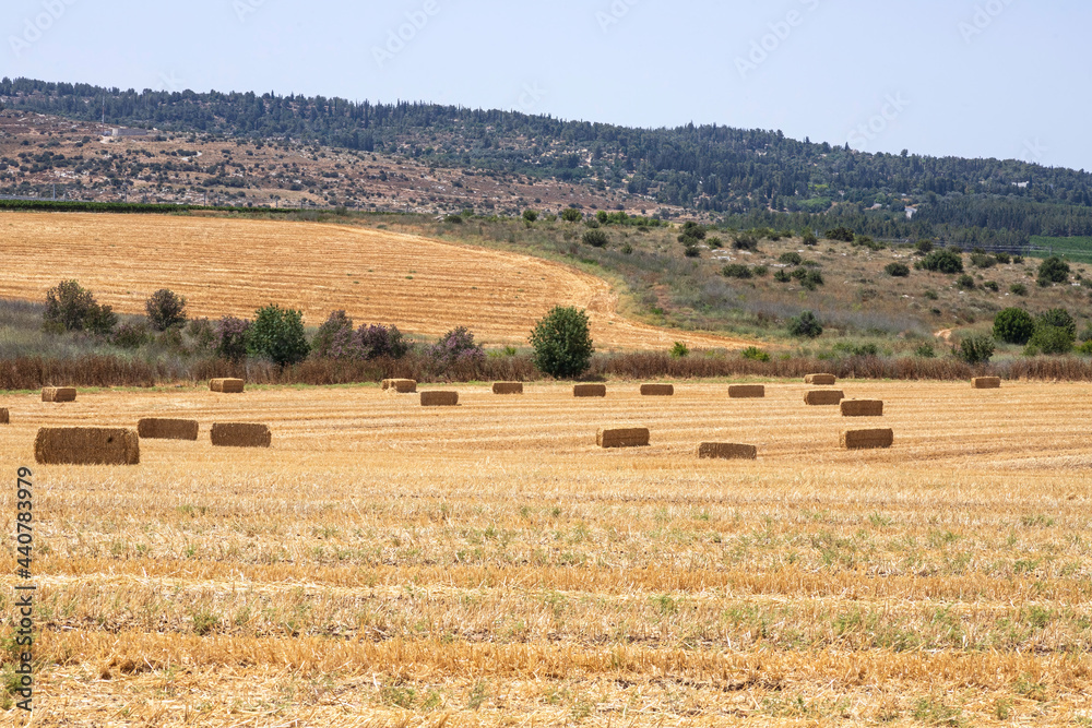 Haystacks on a mown field with trees and hills on the horizon. Harvest