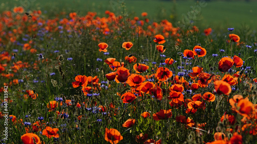 The red poppy