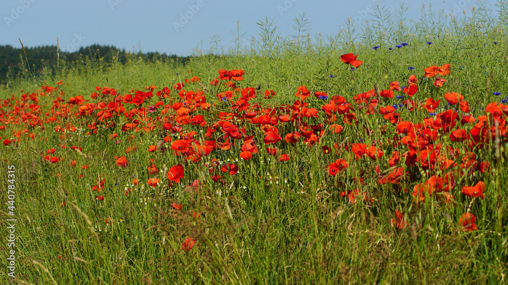 The red poppy