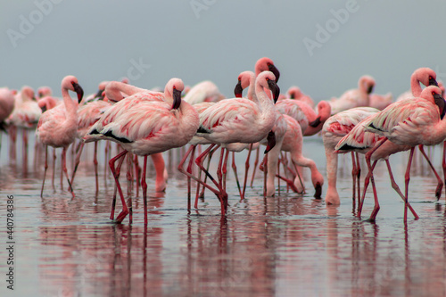 Wild african birds. Group birds of pink flamingos  walking around the blue lagoon on a sunny day © Yuliia Lakeienko