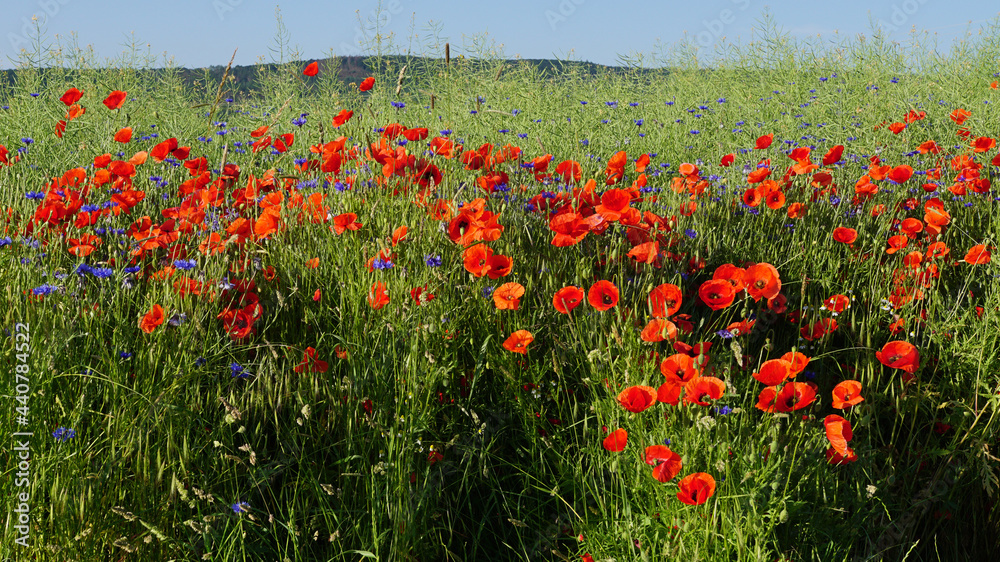 Obraz premium The red poppy