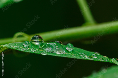 Raindrop of water sparkle in morning ,Large beautiful drops of transparent on a green leaf macro ,Natural background with free space.