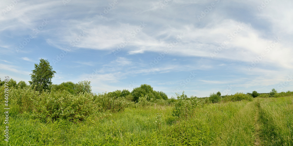 A summer walk through the forest, a beautiful panorama.