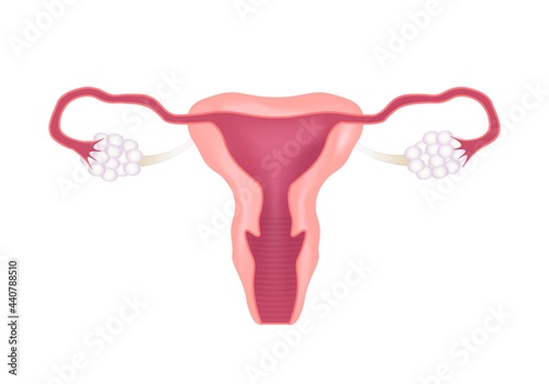 Uterus. Female reproductive system. Genital organs. Human anatomy. Cervix, ovaries, fallopian tubes. Vector illustration.

