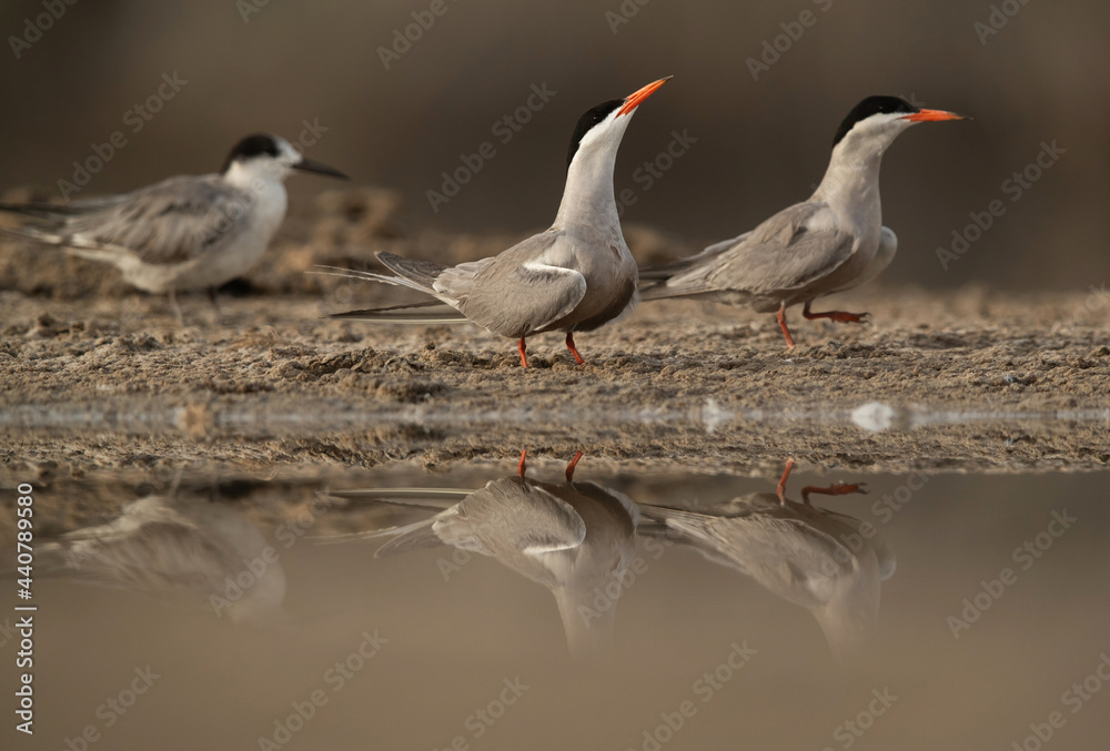Obraz premium White-cheeked Terns perched on the ground at Tubli bay, Bahrain