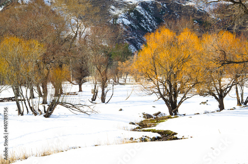 trees in the snow