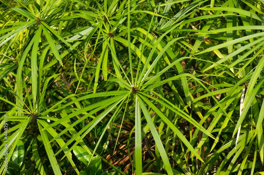 Cyperus Alternifolius (Umbrella Papyrus) leaves for natural wallpaper Cyperus Alternifolius (Umbrella Papyrus) leaves for natural wallpaper