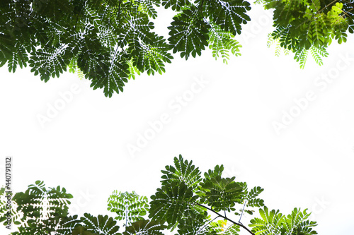 The natural green leaves with branch tree on  isolated frame background