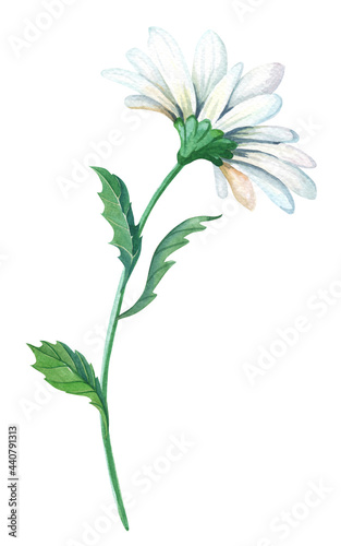 Chamomile. Garden flower for decoration design. Watercolor floral illustration. Summer field herb.Watercolour print with white daisy. The isolated image. Green leaves.
