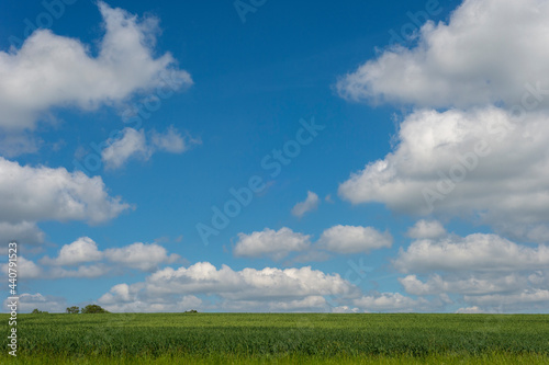 Green wheat field and blue cloudy sky. Agricultural landscape.