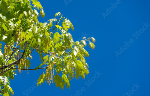 Close-up of blooming Quercus palustris, the pin oak or swamp Spanish oak with bright young lush foliage on blue sky background with copy space. Spring day in public city park 'Krasnodar' or 'Galitsky' photo