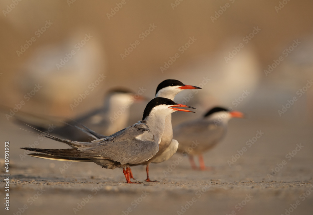 White-cheeked Terns at Asker marsh, Bahrain White-cheeked Terns at Asker marsh, Bahrain