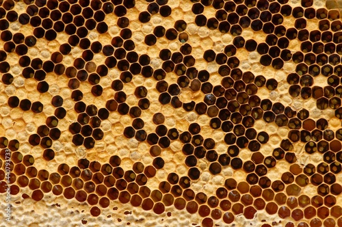 Honey bee nest, hives, from natural rain forest